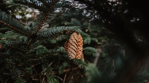 pine, cones, needles, branch