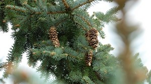 pine, cones, thorns - wallpapers, picture