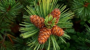 pine, cones, thorns, spruce