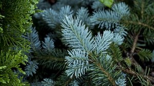 pine, branch, thorns, plants