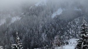 pines, trees, mountains, snow, fog