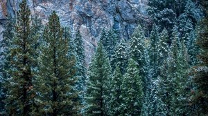 usa, california, yosemite, trees, forest - wallpapers, picture