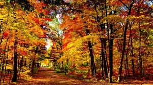 usa, wisconsin, forest, autumn, trees, leaf fall, bright, road - wallpapers, picture