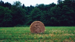 haystack, grass, forest