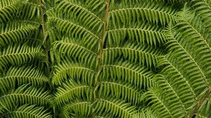 common ostrich, fern, leaves, carved, plant, green