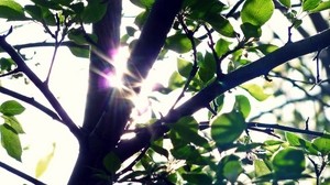tronco, luz, resplandor, hojas, árbol