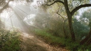 light, trees, road, forest, rays, slope - wallpapers, picture