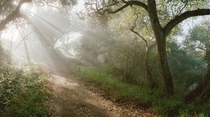 luz, árboles, camino, bosque, rayos, pendiente