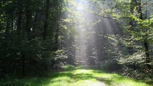 light, rays, glade, forest, edge