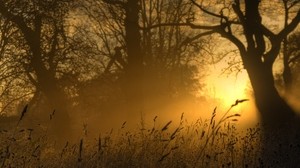 light, sun, ears, outlines, trees, glow