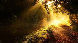 ljus, sol, strålar, glöd, flod, grenar, träd, morgon