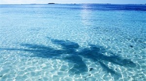 shadow, palm, azure, bay, water, transparent, bottom