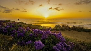 the pacific ocean, california, sunset, coast, flowers - wallpapers, picture