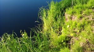 grass, shore, surface, water