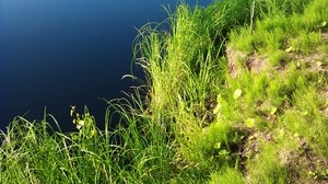 gräs, strand, yta, vatten