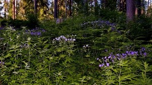 grass, flowers, forest, shadow - wallpapers, picture