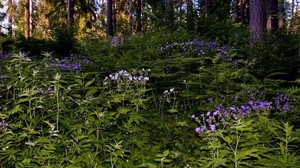 hierba, flores, bosque, sombra