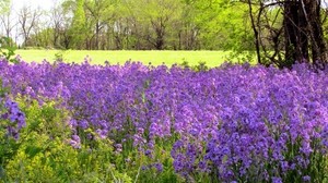 草，花，田野