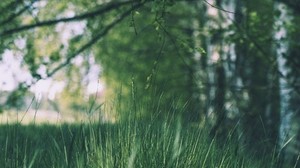 grass, trees, glade, branches, greens - wallpapers, picture
