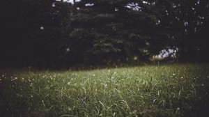 grass, trees, blur, glade - wallpapers, picture