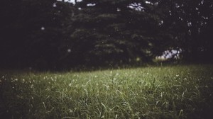 grass, trees, blur, glade