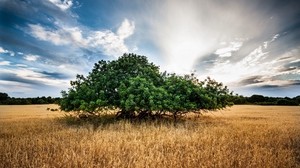 grass, tree, sky, summer - wallpapers, picture