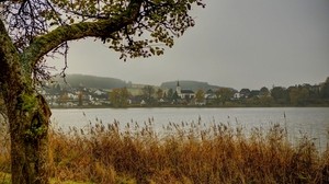 Gras, Bäume, Wald