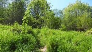 hierba, árboles, naturaleza