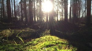 Gras, Bäume, Sonnenlicht