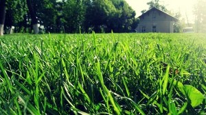 grass, house, summer, light, macro, greens, sunny - wallpapers, picture