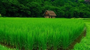 grass, lawn, beautiful, summer