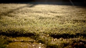 grass, lawn, morning, drops, dew - wallpapers, picture
