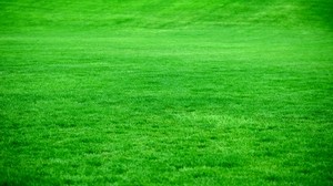 grass, lawn, green, bright - wallpapers, picture