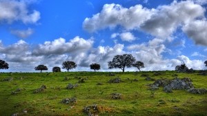 erba, orizzonte, estate, fiori, cielo, nuvole