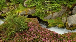 hierba, piedras, árboles, verano, flores