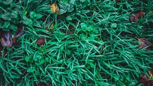 grass, drops, leaves, green