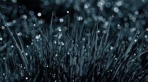 grass, drops, dew, macro, black and white