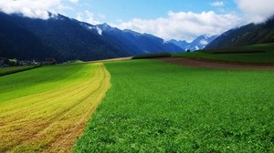 grass, summer, field - wallpapers, picture