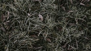 草，树叶，白霜