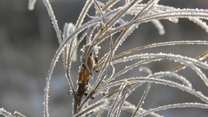 grass, leaves, frost, hoarfrost, ice, autumn