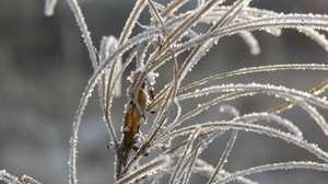 gras, blätter, frost, raureif, eis, herbst