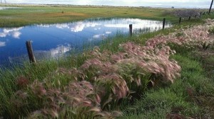 grass, fencing, lake, reflection, sky