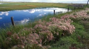 erba, scherma, lago, riflesso, cielo