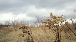 grass, autumn, wind, drought, dry, cloudy, clouds - wallpapers, picture