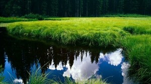 grass, reflection, pond - wallpapers, picture