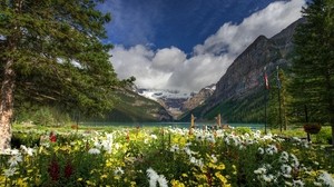 grass, field, flowers, trees, mountains