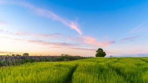 grass, field, tree, sky, summer - wallpapers, picture
