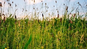 草，田野，夏天，绿色，阳光明媚