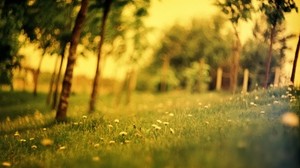 grass, field, summer, flowers, blur, green, effect