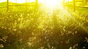 grass, field, light, thickets - wallpapers, picture